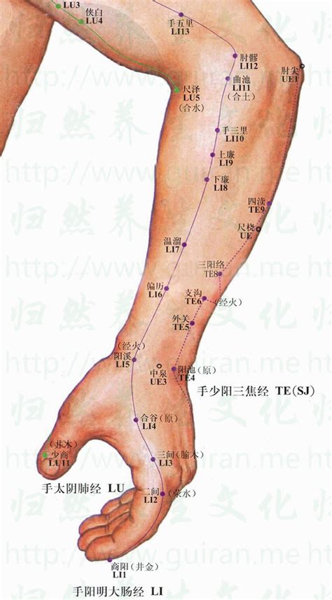 尺澤穴功用|尺澤(尺澤穴):名稱釋義,定位,解剖,主治,操作,臨床運用,配伍,功效,。